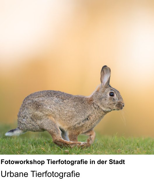 Fotografie praktisch lernen in Freiburg: Fotoworkshop Tierfotografie in der Stadt