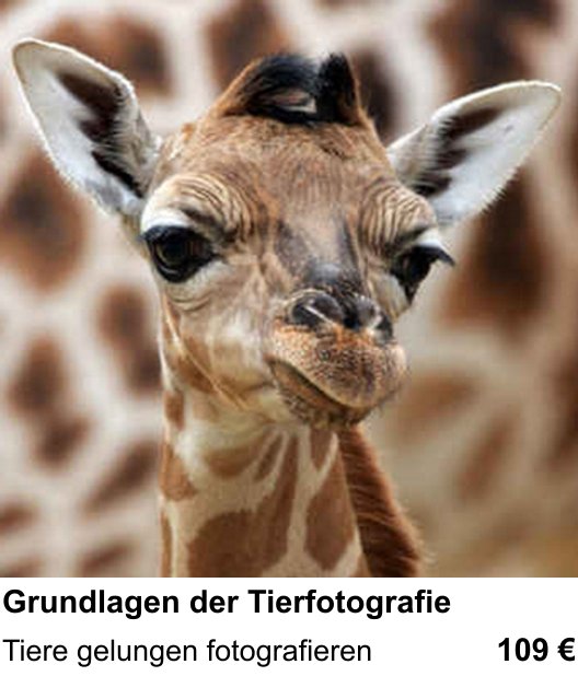 Fotografie praktisch lernen in Freiburg: Grundlagen der Tierfotografie