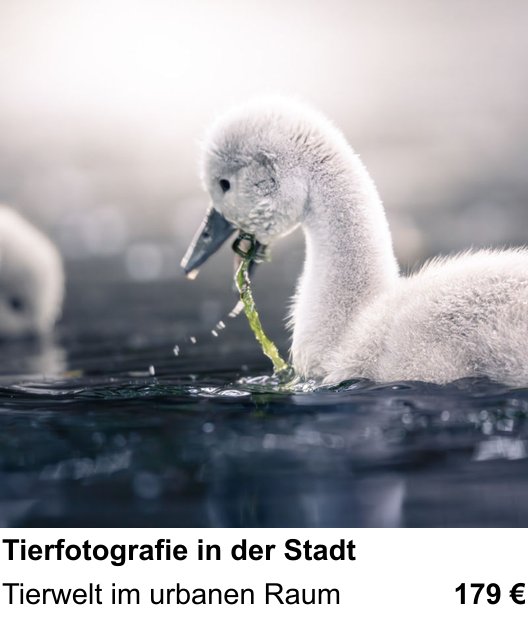 Fotografie praktisch lernen in Freiburg: Tierfotografie in der Stadt