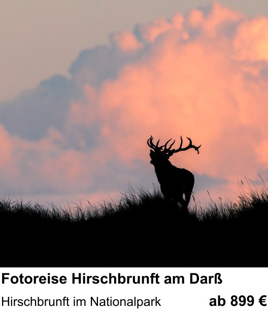 Detailreicher Fotokurs über Fotoreise Hirschbrunft am Darß: Hirschbrunft im Nationalpark