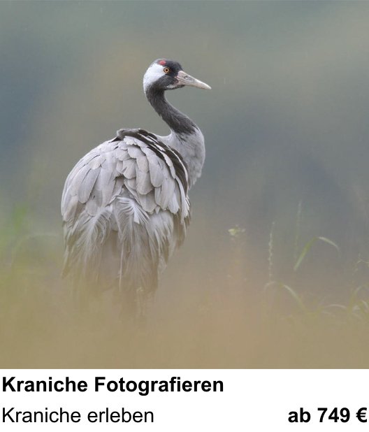 Detailreicher Fotokurs über Kraniche Fotografieren: Kraniche erleben