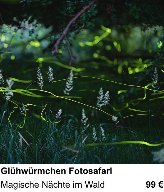 Detailreicher Fotokurs über Glühwürmchen Fotosafari: Magische Nächte im Wald