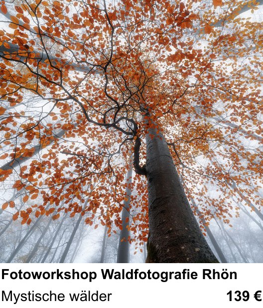 Detailreicher Fotokurs über Fotoworkshop Waldfotografie Rhön: Mystische wälder