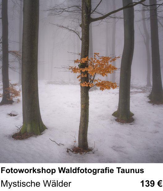 Detailreicher Fotokurs über Fotoworkshop Waldfotografie Taunus: Mystische Wälder