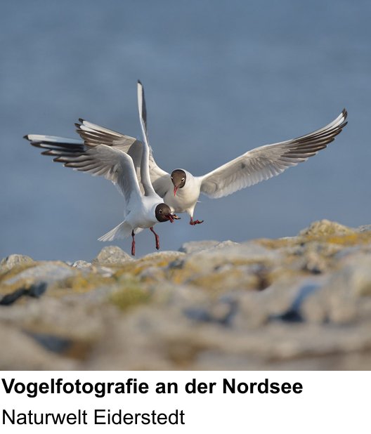 Detailreicher Fotokurs über Fotoreise zur Vogelwelt Eiderstedts: Naturwelt Eiderstedt