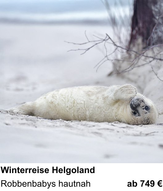Detailreicher Fotokurs über Naturfotografie auf Helgoland im Winter: Robbenbabys hautnah