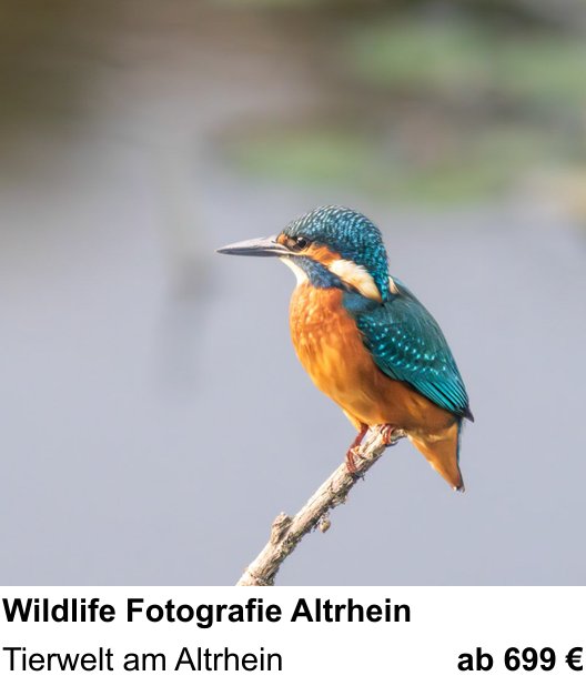 Detailreicher Fotokurs über Wildlife Fotografie Altrhein: Tierwelt am Altrhein