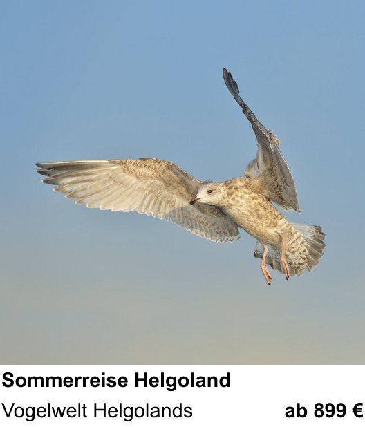 Detailreicher Fotokurs über Küsten- und Vogelfotografie auf Helgoland: Vogelwelt Helgolands